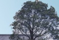 写真：かしの木