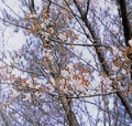 写真：山桜