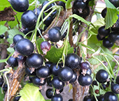 写真：あおもりカシス