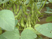 特産「八尾えだまめ」